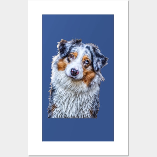 Australian Shepherd Wall Art by BonniePhantasm